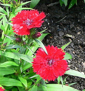 Dianthus chinensis, sommarnejlika