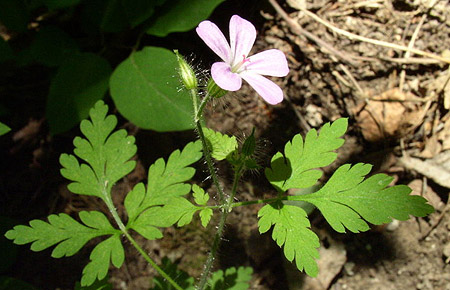 Geranium robertianum