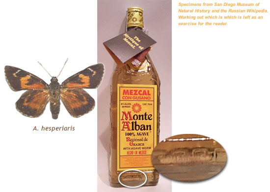 Dden p larvftter: Mezcal con gusano