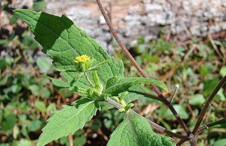 Sigesbeckia orientalis