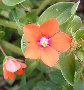 Anagallis arvensis, rdmire