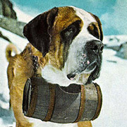 St bernhardshund - George Pickow, National Geographic 1957